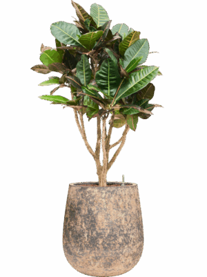 Croton Codiaeum Variegatum Petra In Baq Atlas D 22 H 116 cm - PlantenShop24 - 19-05-2025