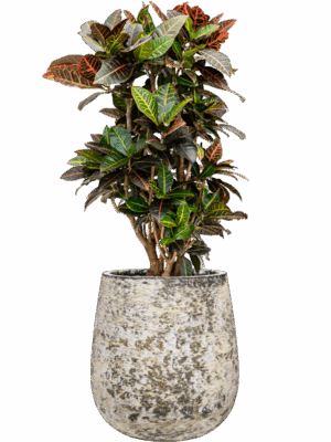 Croton Codiaeum Variegatum Petra In Baq Atlas D 27 H 102 cm - PlantenShop24 - 19-05-2025