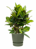 Croton Codiaeum Variegatum Petra In Greenville D 21 H 73 cm - PlantenShop24 - 22-05-2025