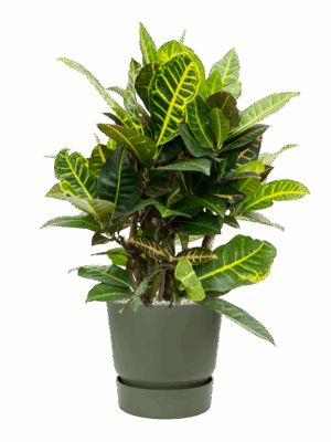 Croton Codiaeum Variegatum Petra In Greenville D 21 H 73 cm - PlantenShop24 - 21-05-2025