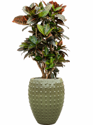Croton Codiaeum Variegatum Petra In Laos D 27 H 143 cm - PlantenShop24 - 27-05-2025