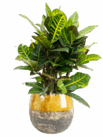 Croton Codiaeum Variegatum Petra In Lindy D 21 H 74 cm - PlantenShop24 - 02-05-2025