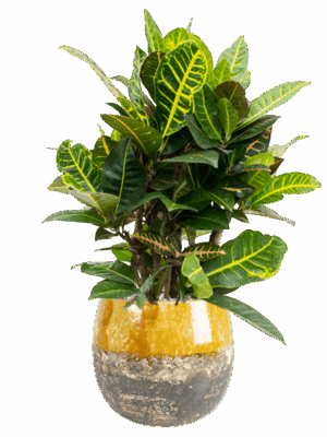 Croton Codiaeum Variegatum Petra In Lindy D 21 H 74 cm - PlantenShop24 - 02-05-2025