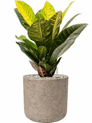 Croton Codiaeum Variegatum Petra In Rough D 17 H 45 cm - PlantenShop24 - 12-05-2025