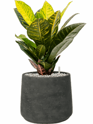 Croton Codiaeum Variegatum Petra In Rough D 17 H 46 cm - PlantenShop24 - 26-05-2025