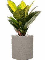 Croton Codiaeum Variegatum Petra In Rough D 17 H 47 cm - PlantenShop24 - 19-05-2025