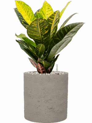 Croton Codiaeum Variegatum Petra In Rough D 17 H 47 cm - PlantenShop24 - 19-05-2025