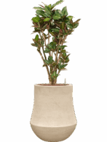 Croton Variegatum Petra In Baq Polystone Coated Plain D 28 H 138 cm - PlantenShop24 - 12-05-2025