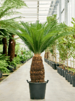 Cycas Revoluta D 45 H 140 cm - PlantenShop24 - 07-05-2025