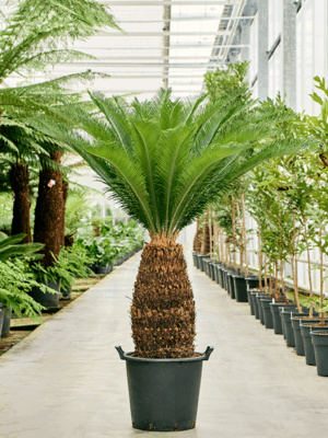 Cycas Revoluta D 45 H 140 cm - PlantenShop24 - 07-05-2025