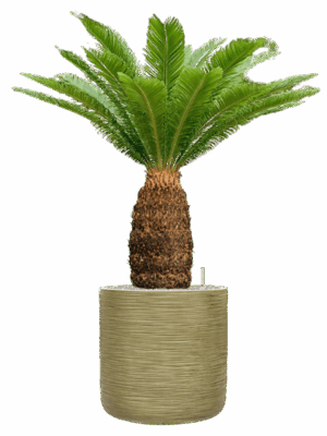 Cycas Revoluta In Baq Dune D 38 H 130 cm - PlantenShop24 - 05-05-2025