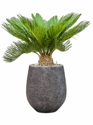 Cycas Revoluta In Baq Opus Hit D 19 H 86 cm - PlantenShop24 - 16-05-2025