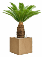 Cycas Revoluta In Baq Raindrop D 38 H 128 cm - PlantenShop24 - 26-05-2025