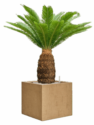 Cycas Revoluta In Baq Raindrop D 38 H 128 cm - PlantenShop24 - 26-05-2025