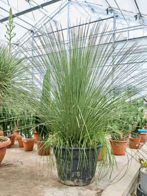 Dasylirion Longissimum D 45 H 170 cm - PlantenShop24 - 06-05-2025