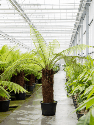 Dicksonia Antarctica D 45 H 200 cm - PlantenShop24 - 08-05-2025
