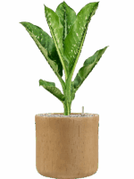 Dieffenbachia Seguine Caiman In Baq Raindrop D 21 H 86 cm - PlantenShop24 - 15-05-2025