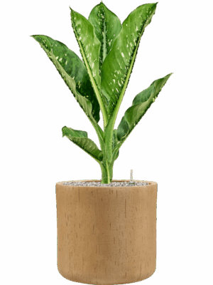 Dieffenbachia Seguine Caiman In Baq Raindrop D 21 H 86 cm - PlantenShop24 - 15-05-2025
