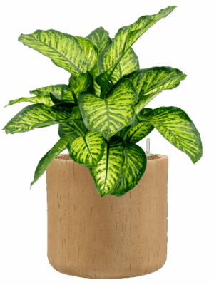 Dieffenbachia Seguine Maroba In Baq Raindrop D 22 H 69 cm - PlantenShop24 - 25-05-2025