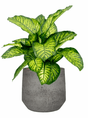 Dieffenbachia Seguine Maroba In Cement & Stone D 22 H 65 cm - PlantenShop24 - 25-05-2025