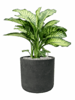 Dieffenbachia Seguine Maroba In Rough D 21 H 56 cm - PlantenShop24 - 15-05-2025