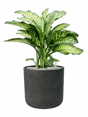 Dieffenbachia Seguine Maroba In Rough D 21 H 56 cm - PlantenShop24 - 15-05-2025