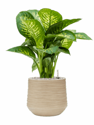 Dieffenbachia Seguine Reeva In Baq Dune D 24 H 70 cm - PlantenShop24 - 20-05-2025