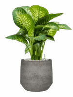 Dieffenbachia Seguine Reeva In Cement & Stone D 24 H 72 cm - PlantenShop24 - 14-05-2025