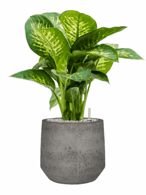 Dieffenbachia Seguine Reeva In Cement & Stone D 24 H 72 cm - PlantenShop24 - 14-05-2025