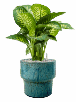 Dieffenbachia Seguine Reeva In Splanky D 24 H 74 cm - PlantenShop24 - 09-05-2025
