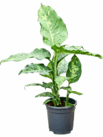 Dieffenbachia Spotty D 17 H 70 cm - PlantenShop24 - 15-05-2025
