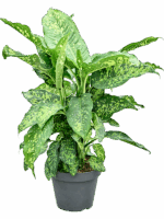 Dieffenbachia Spotty D 30 H 100 cm - PlantenShop24 - 19-05-2025