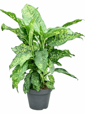 Dieffenbachia Spotty D 30 H 100 cm - PlantenShop24 - 19-05-2025