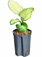 Dieffenbachia Tropic Marianne D 15 H 40 cm - PlantenShop24 - 01-05-2025