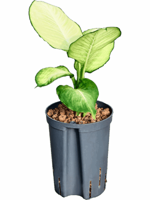 Dieffenbachia Tropic Marianne D 15 H 40 cm - PlantenShop24 - 01-05-2025