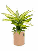 Dieffenbachia Vesuvius In Lechuza Trendcover Cork D 17 H 60 cm - PlantenShop24 - 15-05-2025