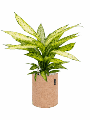 Dieffenbachia Vesuvius In Lechuza Trendcover Cork D 17 H 60 cm - PlantenShop24 - 15-05-2025