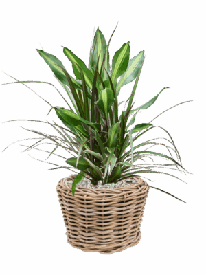 Dracaena Combo In Drypot Rattan D 17 H 56 cm - PlantenShop24 - 26-05-2025