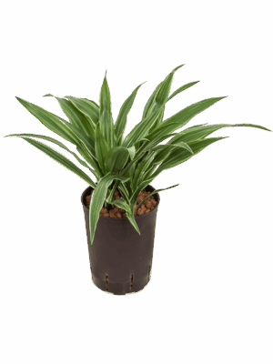 Dracaena Deremensis Warneckei D 15 H 40 cm - PlantenShop24 - 09-05-2025