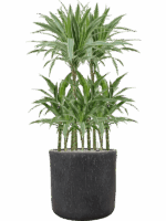 Dracaena Deremensis Warneckei In Baq Raindrop D 21 H 119 cm - PlantenShop24 - 14-05-2025