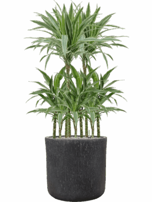 Dracaena Deremensis Warneckei In Baq Raindrop D 21 H 119 cm - PlantenShop24 - 14-05-2025