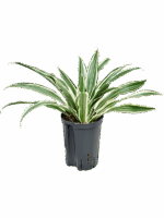 Dracaena Deremensis White Stripe D 15 H 40 cm - PlantenShop24 - 12-05-2025