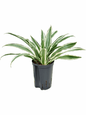 Dracaena Deremensis White Stripe D 15 H 40 cm - PlantenShop24 - 12-05-2025
