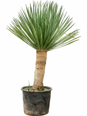 Dracaena Draco Compact D 65 H 220 cm - PlantenShop24 - 19-05-2025