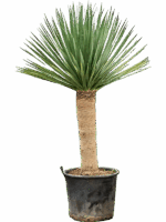 Dracaena Draco Compact D 65 H 240 cm - PlantenShop24 - 19-05-2025