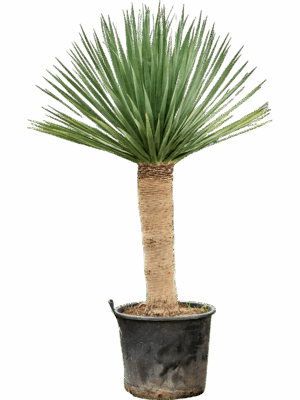 Dracaena Draco Compact D 65 H 240 cm - PlantenShop24 - 19-05-2025