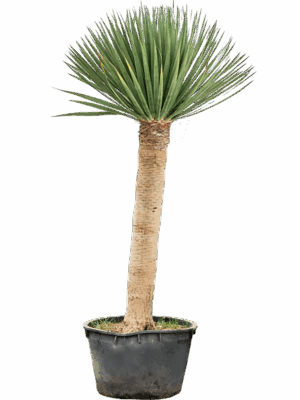 Dracaena Draco Compact D 85 H 300 cm - PlantenShop24 - 19-05-2025