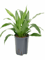 Dracaena Fragrans Arturo D 15 H 45 cm - PlantenShop24 - 17-09-2025