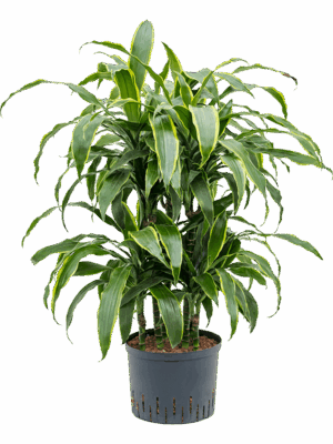 Dracaena Fragrans Arturo D 25 H 100 cm - PlantenShop24 - 22-05-2025