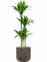 Dracaena Fragrans Arturo In Baq Luxe Lite Universe D 18 H 155 cm - PlantenShop24 - 05-05-2025